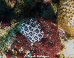 Black-Spotted Nudibranch by Ernesto Rodriguez 